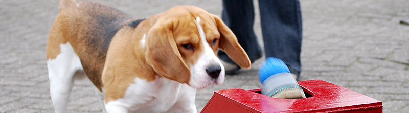 Flyball