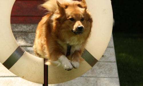 Fotoboek Behendigheidsdag 2013