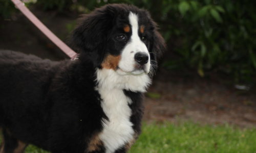 Fotoboek Puppycursus september 2015