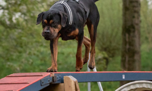 Fotoboek Behendigheidsdag 2012