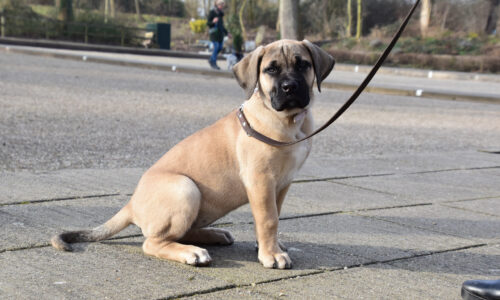 Fotoboek puppycursus woensdagochtend 7 maart 2018